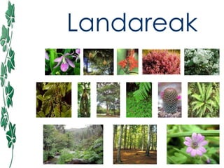 Landareak 