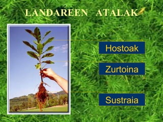 LANDAREEN  ATALAK Sustraia Zurtoina Hostoak 