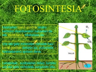 FOTOSINTESIA Landareak,  sustraiaren bidez, lurreko ura eta gatz mineralak xurgatzen ditu. Ura eta gatz mineralen nahaste hau  izerdi gordina  deitzen da, zurtoinetik hostoetaraino igotzen dena. Hostoetan  izerdi gordina  aireko karbono dioxidoarekin nahasten da eta  izerdi landu  bilakatzen da. 
