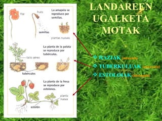 LANDAREEN UGALKETA MOTAK HAZIAK  (sexuala) TUBERKULUAK  (asexuala) ESTOLOIAK  (asexuala) 