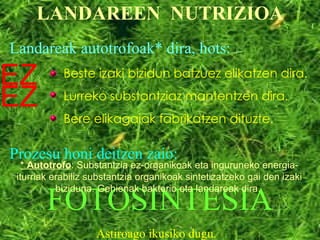 LANDAREEN  NUTRIZIOA Landareak autotrofoak* dira, hots: Beste izaki bizidun batzuez elikatzen dira. Lurreko substantziaz mantentzen dira. Bere elikagaiak fabrikatzen dituzte. EZ EZ Prozesu honi deitzen zaio: FOTOSINTESIA Astiroago ikusiko dugu. * Autotrofo : Substantzia ez-organikoak eta inguruneko energia-iturriak erabiliz substantzia organikoak sintetizatzeko gai den izaki biziduna. Gehienak bakterio eta landareak dira.  
