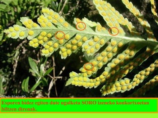 Esporen bidez egiten dute ugalketa SORO izeneko konkortxoetan
biltzen direnak.

 