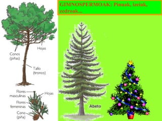 GIMNOSPERMOAK: Pinuak, izeiak,
zedroak...

 