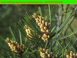 Lore txikiak, konoetan multzokaturik... KONIFEROAK

 