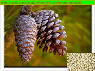 Kono emeak pinaburuak deitzen dira, eta barruan pinaziak

 