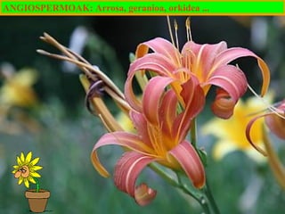 ANGIOSPERMOAK: Arrosa, geranioa, orkidea ...

 