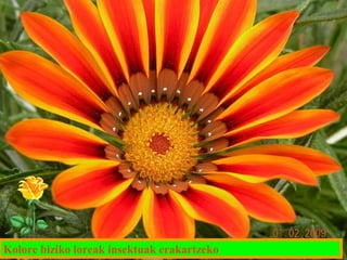 Kolore biziko loreak insektuak erakartzeko

 