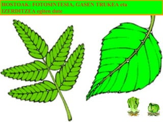 HOSTOAK: FOTOSINTESIA, GASEN TRUKEA eta
IZERDITZEA egiten dute

 