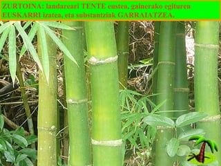 ZURTOINA: landareari TENTE eustea, gainerako egituren
EUSKARRI izatea, eta substantziak GARRAIATZEA.

 