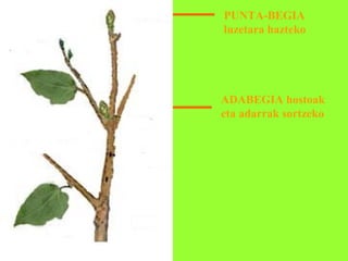 PUNTA-BEGIA
luzetara hazteko

ADABEGIA hostoak
eta adarrak sortzeko

 