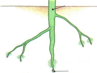 ILE XURGATZAILEAK
SUSTRAI-TXANOA

 