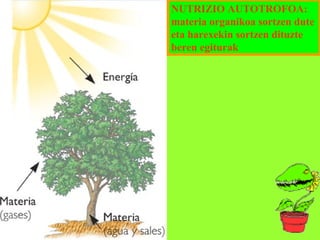 NUTRIZIO AUTOTROFOA:
materia organikoa sortzen dute
eta harexekin sortzen dituzte
beren egiturak

 