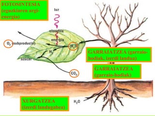 FOTOSINTESIA
(eguzkiaren argienergia)

GARRAIATZEA (garraiohodiak, izerdi landua)
GARRAIATZEA
(garraio-hodiak)

XURGATZEA
(izerdi landugabea)

 
