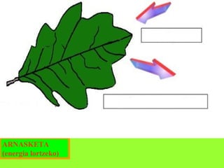 Oxigenoa

Karbono dioxidoa

ARNASKETA
(energia lortzeko)

 