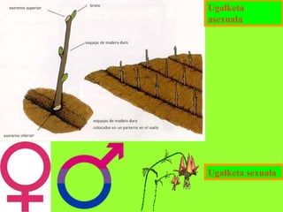 Ugalketa
asexuala

Ugalketa sexuala

 