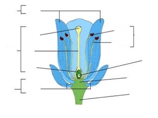 Korola

Lore-hostoak edo petaloak

Antera. Polen
pikorrak.
Gameto arrak
Lorezila

Loreorratza
Obarioa.
Obuluak.
Gameto emeak
Kaliza

Sepaloak

Pedunkulua

 