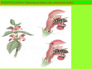 POLINIZAZIOA: Haizearen bidez edo animalien bidez

 