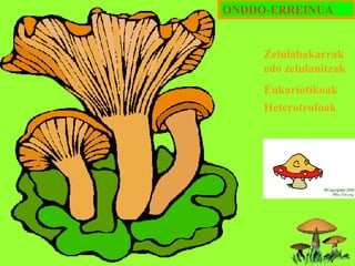 ONDDO-ERREINUA

Zelulabakarrak
edo zelulanitzak
Eukariotikoak
Heterotrofoak

 