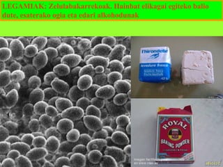 LEGAMIAK: Zelulabakarrekoak. Hainbat elikagai egiteko balio
dute, esaterako ogia eta edari alkohodunak

 