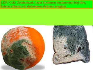 LIZUNAK: Zelulanitzak. Izaki bizidunen hondarretan bizi dira,
haietaz elikatuz eta deskonposa daitezen eraginez

 