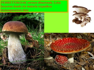 PERRETXIKOAK sortzen dituztenak. Leku
hezeetan daude eta materia organikoa
deskonposatzen dute

 