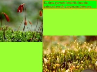 Ez dute garraio-hodirik, hau da
gainazal osotik zurgatzen dute ura

 