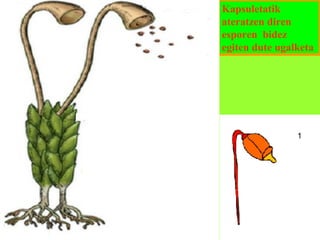 Kapsuletatik
ateratzen diren
esporen bidez
egiten dute ugalketa

 