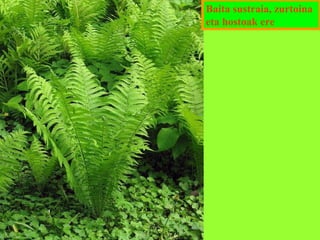 Baita sustraia, zurtoina
eta hostoak ere

 