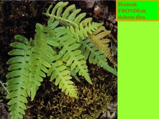 Hostoak
FRONDEak
deitzen dira

 