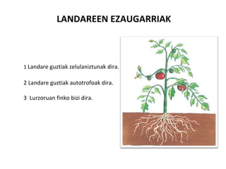LANDAREEN EZAUGARRIAK



1 Landare guztiak zelulaniztunak dira.

2 Landare guztiak autotrofoak dira.

3 Lurzoruan finko bizi dira.
 