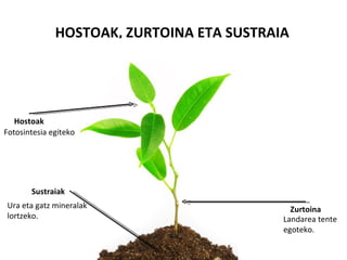 HOSTOAK, ZURTOINA ETA SUSTRAIA




   Hostoak
Fotosintesia egiteko




       Sustraiak
Ura eta gatz mineralak                       Zurtoina
lortzeko.                                  Landarea tente
                                           egoteko.
 