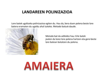 LANDAREEN POLINIZAZIOA

Lore batek ugaltzeko polinizazioa egiten du. Hau da, bera duen polena beste lore
batera eramaten du ugaldu ahal izateko. Metodo batzuk daude.


                                 Metodo bat da adibidez hau: Erle batek
                                 joaten da lorez lore polena hartzen eta gero beste
                                 lore batean botatzen du polena.
 