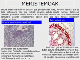 MERISTEMOAK
Primario edo muturrekoak
Sekundarioak
Sustraiaren eta zurtoinaren
muturretan (apikala zein adabegietan)
kokatuta daude eta landarearen
luzetarako hazkundea zuzentzen
dute.Etengabe zatitzen ari da
Zatitzeko gaitasuna berreskuratu
duten zelula helduetatik sortzen dira.
Alboetan daude kokatuak eta
lodierako hazkundea zuzentzen dute.
Bi daude: Kanbiuma eta felogenoa
Zelula meristematikoak txikiak eta poliedrikoak dira, nukleo handia eta ez
dute bakuolarik edo oso txikiak dituzte, zelula-pareta mehea. Zatitzeko
bereizko gaitasun handia dute eta hazkuntzaz arduratzen dira. Meristemoek
sortutako zelulak desberdindu egiten dira eta tipo zelular desberdin
bilakatzen dira
 