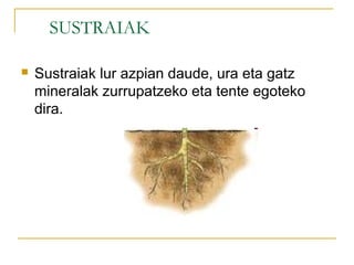 SUSTRAIAK
 Sustraiak lur azpian daude, ura eta gatz
mineralak zurrupatzeko eta tente egoteko
dira.
 