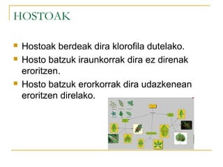 HOSTOAK
 Hostoak berdeak dira klorofila dutelako.
 Hosto batzuk iraunkorrak dira ez direnak
eroritzen.
 Hosto batzuk erorkorrak dira udazkenean
eroritzen direlako.
 