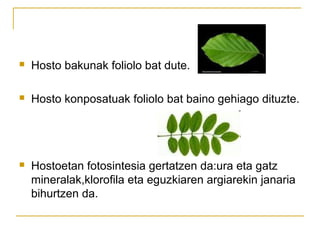  Hosto bakunak foliolo bat dute.
 Hosto konposatuak foliolo bat baino gehiago dituzte.
 Hostoetan fotosintesia gertatzen da:ura eta gatz
mineralak,klorofila eta eguzkiaren argiarekin janaria
bihurtzen da.
 