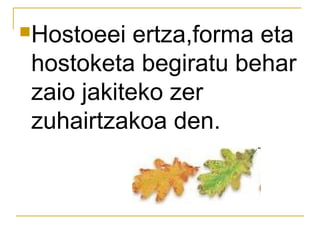 Hostoeei ertza,forma eta
hostoketa begiratu behar
zaio jakiteko zer
zuhairtzakoa den.
 