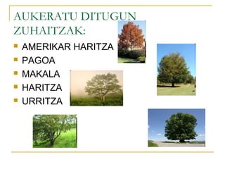 AUKERATU DITUGUN
ZUHAITZAK:
 AMERIKAR HARITZA
 PAGOA
 MAKALA
 HARITZA
 URRITZA
 