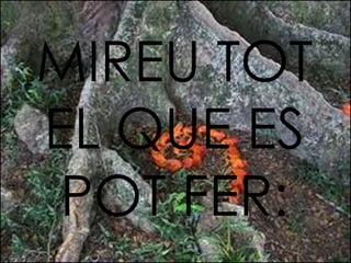 MIREU TOT EL QUE ES POT FER: 