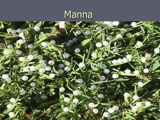Manna  