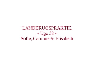 LANDBRUGSPRAKTIK
- Uge 38 -
Sofie, Caroline & Elisabeth
 