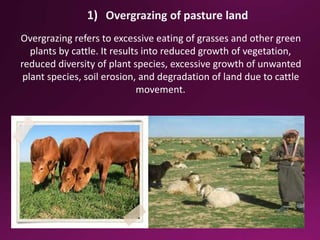 1)
Overgrazing refers to excessive eating of grasses and other green
plants by cattle. It results into reduced growth of vegetation,
reduced diversity of plant species, excessive growth of unwanted
plant species, soil erosion, and degradation of land due to cattle
movement.
 