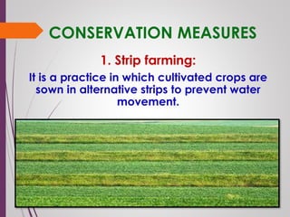 CONSERVATION MEASURES
1. Strip farming:
It is a practice in which cultivated crops are
sown in alternative strips to prevent water
movement.
 