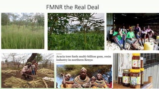 FMNR the Real Deal
 