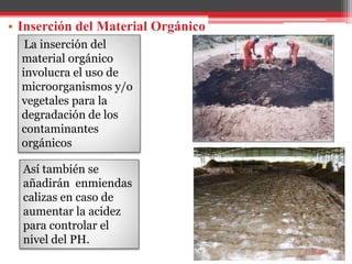 • Inserción del Material Orgánico
La inserción del
material orgánico
involucra el uso de
microorganismos y/o
vegetales para la
degradación de los
contaminantes
orgánicos
Así también se
añadirán enmiendas
calizas en caso de
aumentar la acidez
para controlar el
nivel del PH.
 