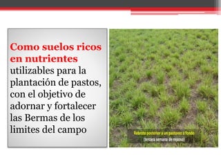 Como suelos ricos
en nutrientes
utilizables para la
plantación de pastos,
con el objetivo de
adornar y fortalecer
las Bermas de los
limites del campo
 