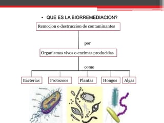 Remocion o destruccion de contaminantes
Organismos vivos o enzimas producidas
Bacterias Protozoos Plantas Hongos Algas
• QUE ES LA BIORREMEDIACION?
por
como
 