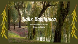 Eduardo Muñoz Ray
Fitopatología
Salix Babilonica
 