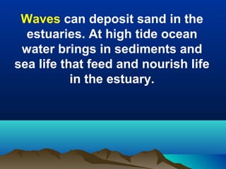 Waves can deposit sand in the
estuaries. At high tide ocean
water brings in sediments and
sea life that feed and nourish life
in the estuary.

 