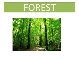 FOREST
 